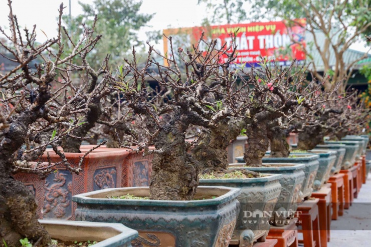 Dù đắt đỏ là vậy, nhưng những gốc "đào tiến Vua" này vẫn luôn là mục tiêu săn đón của các đại gia và người sành chơi đất Hà thành.&nbsp;