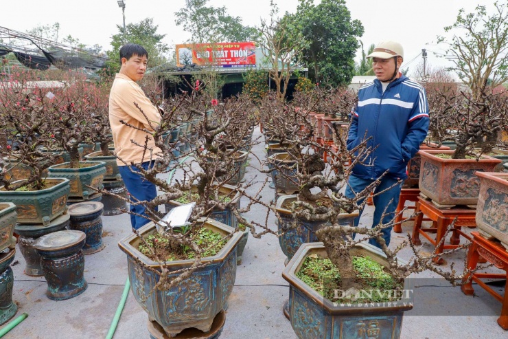 Với họ, việc sở hữu một gốc Thất Thốn nở hoa đúng đêm ngày Tết Nguyên đán không chỉ là chơi hoa, mà còn là rước sự may mắn, thịnh vượng và khẳng định đẳng cấp trong năm mới Bính Ngọ. Ông Tuấn (khách mua đào Thất Thốn) chia sẻ: "Năm nào tôi cũng phải lên tận vườn để 'săn' bằng được một gốc Thất Thốn về chơi Tết. Tôi vừa "chốt đơn" mua một cây với giá 30 triệu đồng".