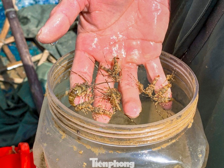 Mùa tôm hùm giống thường kéo dài từ khoảng tháng 10 đến tháng 2 âm lịch năm sau, rộ nhất vào các tháng mùa đông. Để bắt được tôm giống, ngư dân phải thả bẫy dưới biển từ vài ngày trước khi thu hoạch.