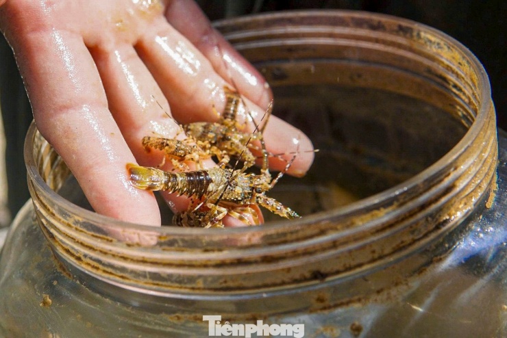 Săn tôm hùm giống ngày cận Tết, ngư dân Đà Nẵng thu tiền triệu mỗi ngày - 7