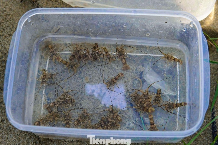 Tôm hùm giống được ngư dân bắt bằng bẫy thủ công.