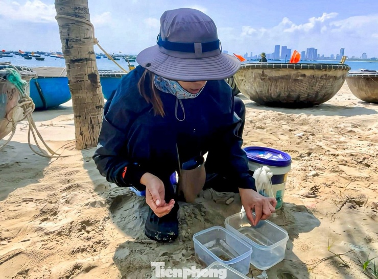 Theo các thương lái, giá tôm hùm giống hiện khá ổn định. Tôm hùm xanh được thu mua với giá dao động từ 35.000 đến 45.000 đồng/con, trong khi tôm hùm bông loại có giá trị kinh tế cao, có giá từ 50.000 đồng/con trở lên, tùy kích cỡ và độ khỏe.