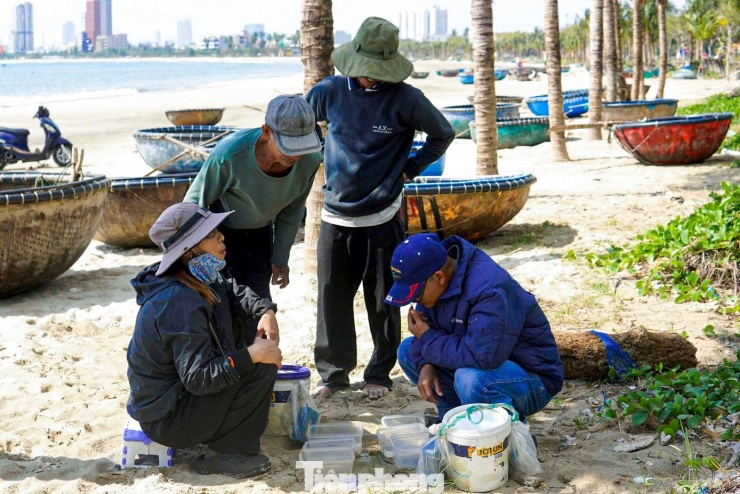 Khi vào bờ, tôm hùm sẽ được thương lái thu mua tại chỗ.