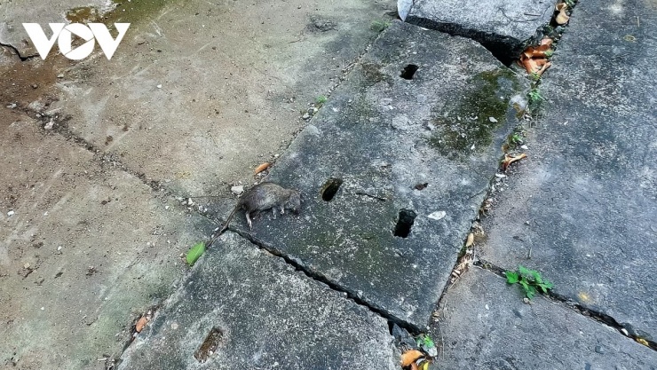 Chuột chết đầy đường đi quanh khu dân cư, rắn bò vào nhà dân là “chuyện như cơm bữa”
