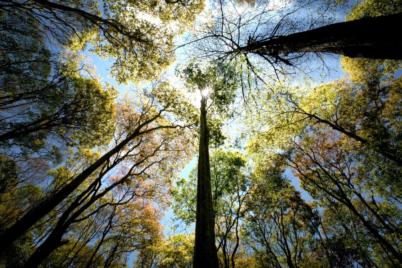 Cung đường rừng Pa Thiên - Voi Mẹp phủ đầy rêu xanh và lá mục, đưa người đi lạc vào thế giới nguyên sơ gần như tách biệt với nhịp sống hiện đại. Những con suối trong vắt như dải lụa xanh giữa rừng già róc rách chảy, tiếng chim rừng gọi bạn hòa quyện vào nhau, tạo nên bản hòa âm rất riêng của đại ngàn.