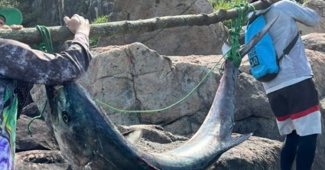 Cận cảnh cá thu khổng lồ câu được tại bán đảo S...