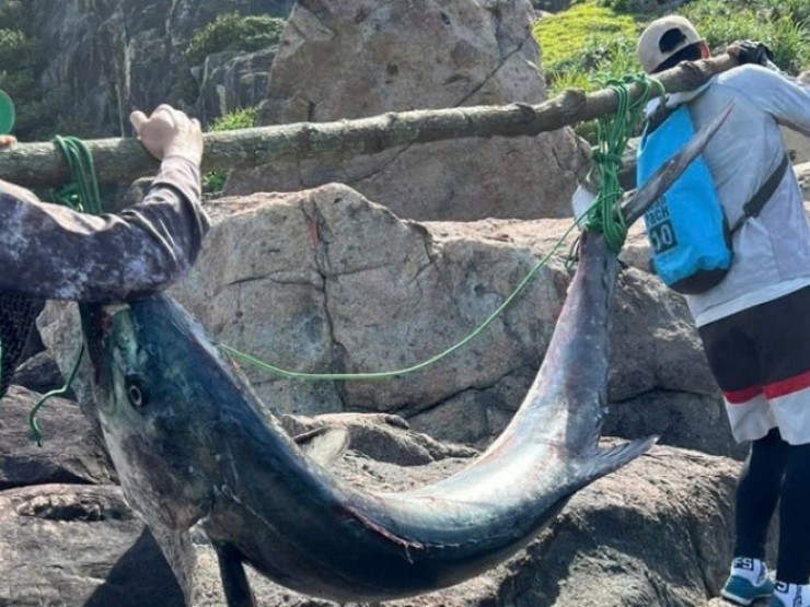 Cận cảnh cá thu khổng lồ câu được tại bán đảo Sơn Trà