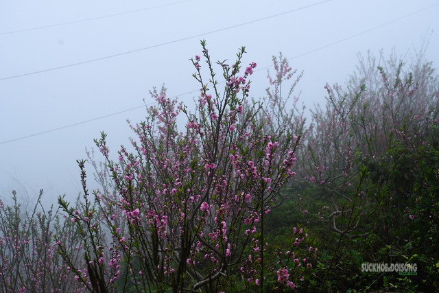 Thời tiết Tết Nguyên đán 2026 được dự báo khá đẹp trên cả nước. Ảnh: Tuấn Anh