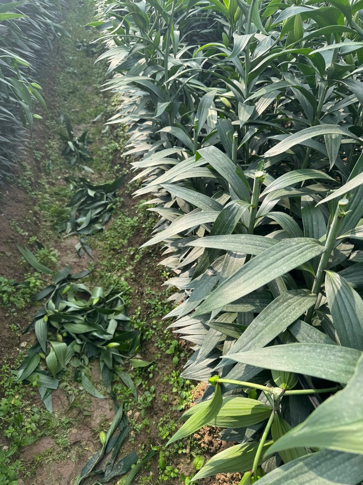 Các luống hoa ly tới độ thu hoạch bị kẻ xấu chặt nham nhở. (Ảnh: NVCC)