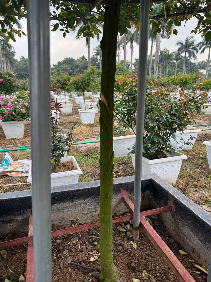 Thân cây hoa hồng cổ thụ bị kẻ xấu chém sâu, không thể bán trong dịp Tết. (Ảnh: NVCC)