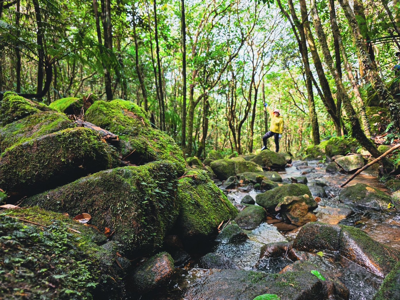 Cung đường rừng Pa Thiên - Voi Mẹp phủ đầy rêu xanh và lá mục, đưa người đi lạc vào thế giới nguyên sơ gần như tách biệt với nhịp sống hiện đại. Những con suối trong vắt như dải lụa xanh giữa rừng già róc rách chảy, tiếng chim rừng gọi bạn hòa quyện vào nhau, tạo nên bản hòa âm rất riêng của đại ngàn.