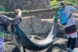 Cận cảnh cá thu khổng lồ câu được tại bán đảo Sơn Trà