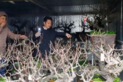 Đào Thất Thốn tiến Vua đỏng đảnh nằm phòng điều hòa, chờ đại gia đến rước về chơi Tết