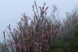 Cơ quan khí tượng thông tin chính thức về thời tiết Tết Nguyên đán 2026