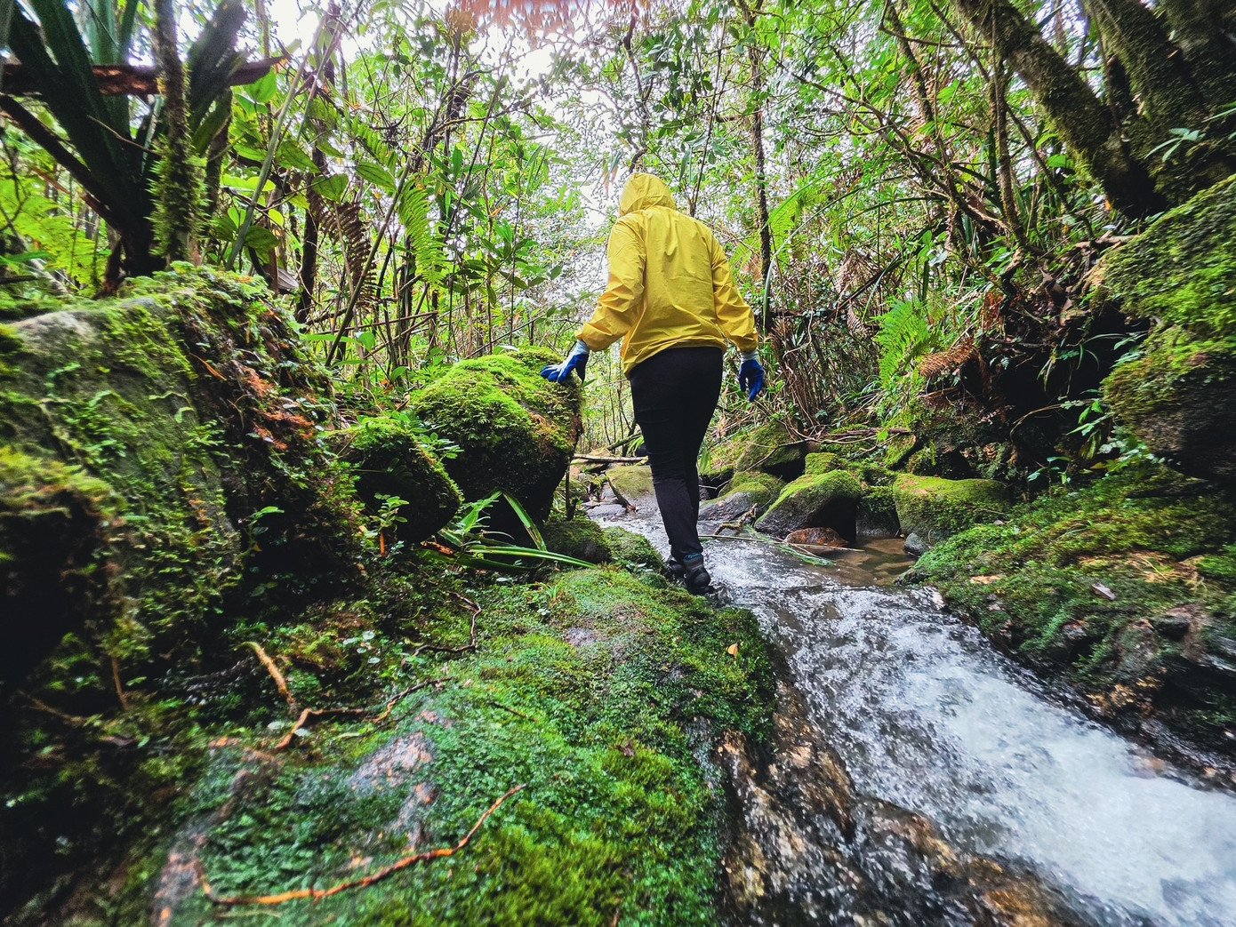 Cung đường rừng Pa Thiên - Voi Mẹp phủ đầy rêu xanh và lá mục, đưa người đi lạc vào thế giới nguyên sơ gần như tách biệt với nhịp sống hiện đại. Những con suối trong vắt như dải lụa xanh giữa rừng già róc rách chảy, tiếng chim rừng gọi bạn hòa quyện vào nhau, tạo nên bản hòa âm rất riêng của đại ngàn.