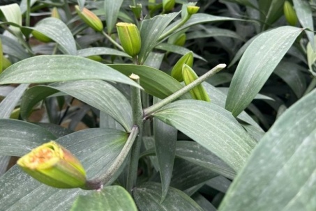 Truy tìm kẻ chặt phá hơn 1.200 gốc hoa ly, hoa hồng bán Tết của nông dân Hà Nội