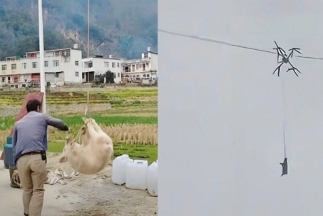 Lợn 'bay' giữa đêm rồi mắc kẹt, cả làng mất điện suốt 10 tiếng