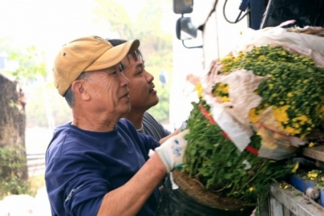 Cúc mâm xôi 'cháy hàng' ở Thanh Hóa, có nơi bán 1.000 chậu/ngày