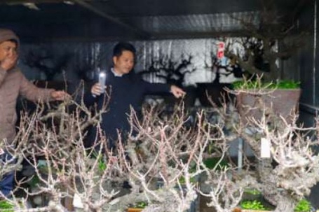 Đào Thất Thốn tiến Vua đỏng đảnh nằm phòng điều hòa, chờ đại gia đến rước về chơi Tết