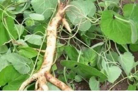 Đào rễ cây từng chỉ cho lợn ăn, phát hiện sâm quý giá bạc triệu/kg