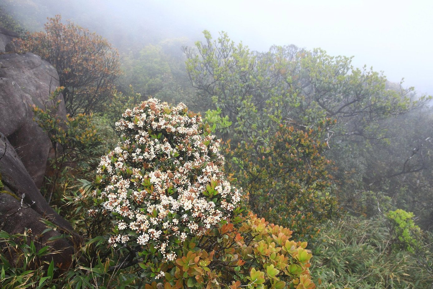 Dọc theo các khe suối, những bông địa lan nở vàng nhạt, tinh khôi giữa nền xanh thẫm của rừng. Trên sườn núi cao, hoa đỗ quyên bung nở, sắc đỏ, hồng xen lẫn trắng, nổi bật giữa biển mây bảng lảng. Những bông hoa ấy không ồn ào, không rực rỡ theo cách phô trương, mà đẹp một cách tự nhiên, đủ để khiến người đi phải chậm lại, ngước nhìn và lặng im.