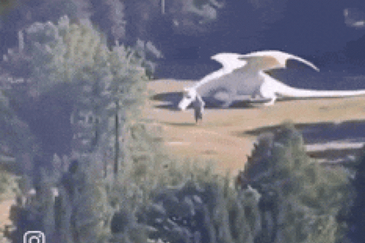 Thực hư đoạn video 'rồng trắng được nuôi bí mật' ở Trung Quốc