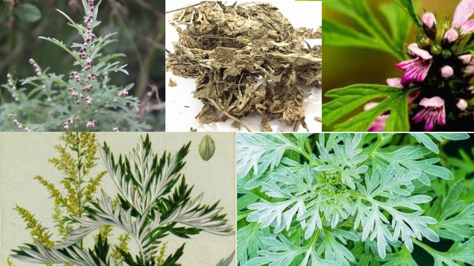 Học người Nhật bí quyết giảm đau xương khớp được truyền qua hàng trăm năm - 2