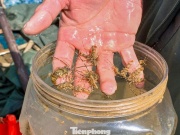 Săn tôm hùm giống ngày cận Tết, ngư dân Đà Nẵng thu tiền triệu mỗi ngày