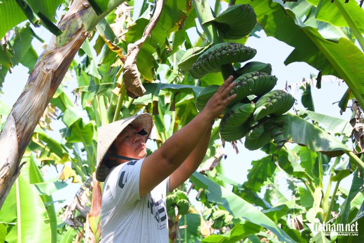 Anh Trương Hoàn Thiện đang chăm sóc những nải chuối bàn tay Phật. Ảnh: Hoàng Anh