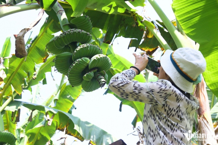 Một số người tìm đến tận vườn để chụp ảnh chuối bàn tay Phật. Ảnh: Hoàng Anh
