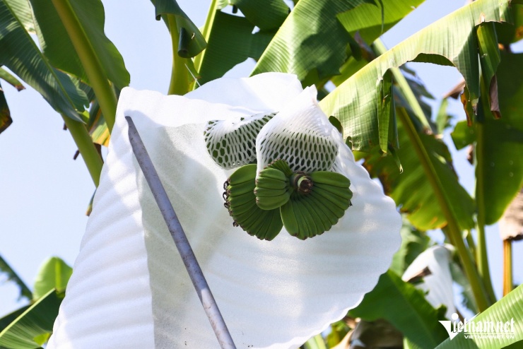 Các buồng chuối được anh Thiện chăm sóc kỹ đáp ứng nhu cầu phục vụ dịp tết Nguyên đán. Ảnh: Hoàng Anh