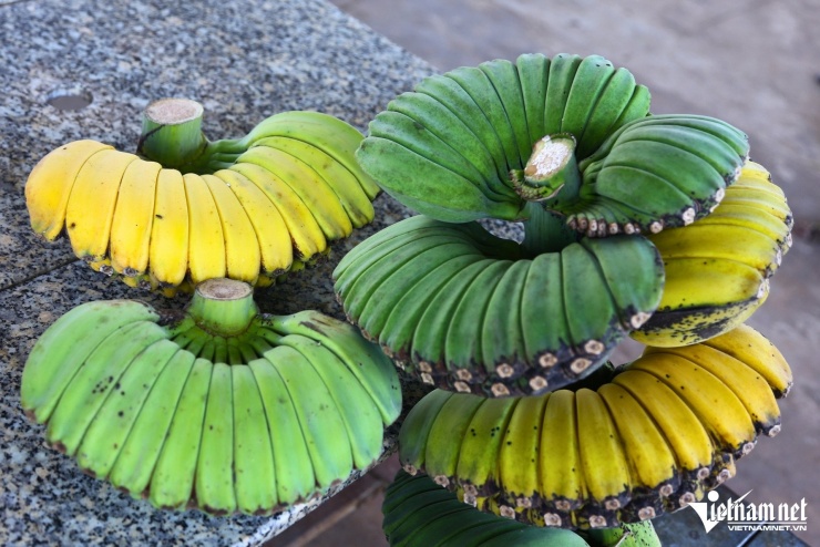 Những nải chuối bàn tay Phật có hình dáng lạ mắt. Ảnh: Hoàng Anh