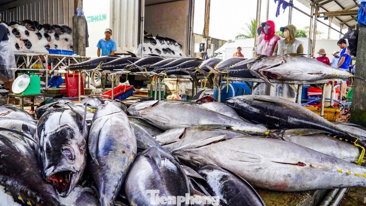Theo lãnh đạo cảng cá Tam Quan, trong chuyến biển vừa qua có hơn 800 tàu xuất bến từ cảng, chủ yếu khai thác cá ngừ đại dương. Thống kê đến thời điểm này cho thấy khoảng 1.500 tấn cá ngừ đại dương đã được đưa về cập bến, sản lượng đánh bắt đạt tương đối cao.