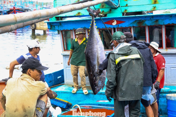 Ngư dân mở hầm cá, lần lượt đưa những con cá ngừ đại dương khai thác được lên bờ cân bán cho thương lái.