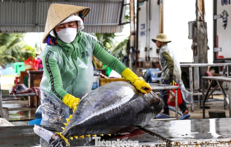 Ông Thân cũng cho biết, dù sản lượng đạt khá, song chi phí cho mỗi chuyến biển cao nên lợi nhuận không lớn. Tuy vậy, đây là chuyến biển “mở hàng” đầu năm, mang lại niềm phấn khởi và kỳ vọng cho những chuyến ra khơi tiếp theo.