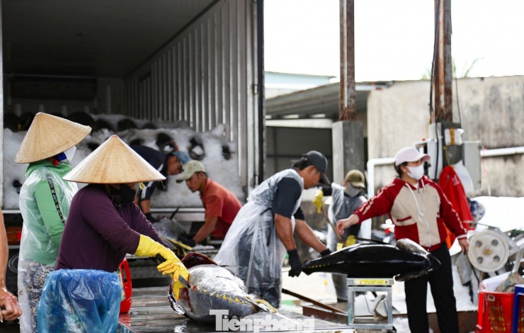 Hiện tại, giá cá ngừ đại dương được thu mua 95.000 đồng/kg.