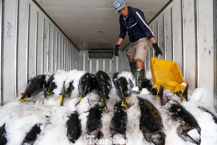 Những con cá ngừ đại dương sau khi được đưa lên bờ cân bán cho thương lái, nhanh chóng được chuyển lên xe đông lạnh để bảo quản và vận chuyển đi tiêu thụ.