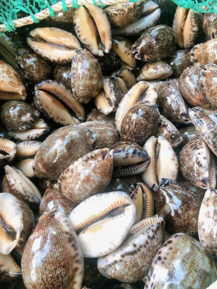 Đặc sản nghe tên "ngượng đỏ mặt" chỉ có ở miền Trung, xưa không ai ăn nay thành món khoái khẩu được ưa chuộng, 150.000 đồng/kg - 4