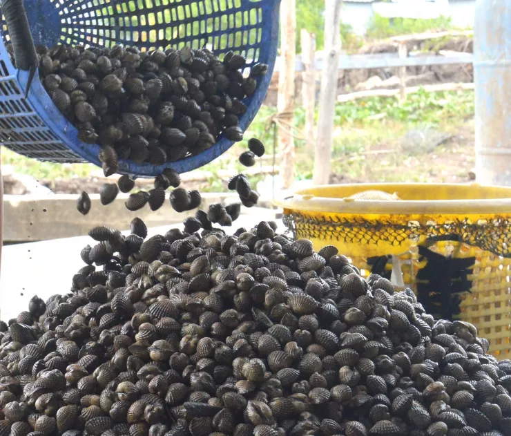 Tới mùa thu hoạch, các hộ nuôi lại mò mẫm dưới bùn để bắt sò huyết.