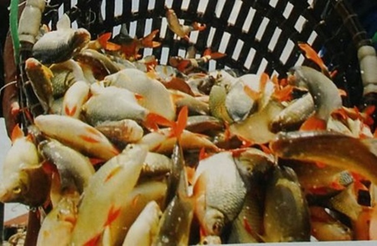 Loài cá này dễ đánh bắt và được bán nhiều ngoài chợ quê