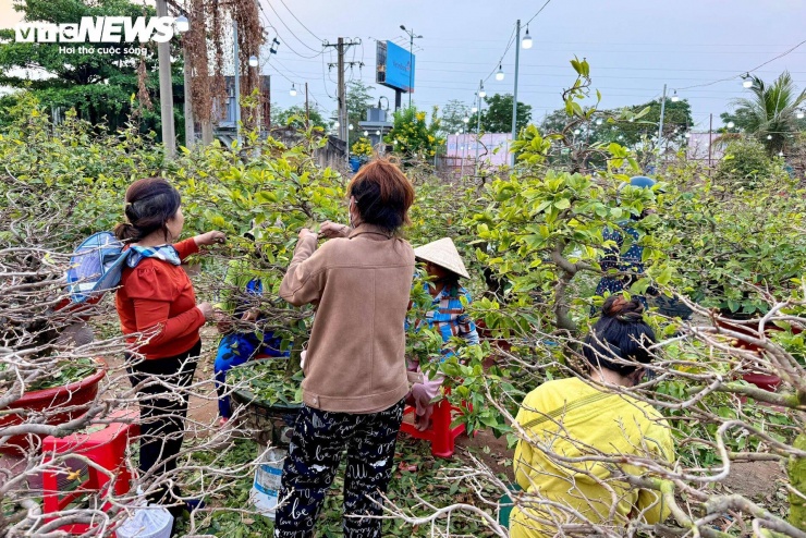 Ghi nhận của PV Báo Điện tử VTC News ngày 17 tháng Chạp năm Ất Tỵ, các vườn mai ở TP.HCM vào mùa nhộn nhịp nhất năm. Người người rủ nhau đi lặt lá mai - công việc thời vụ nghe nhẹ tênh nhưng có thể mang về hàng triệu đồng, đủ để nhiều gia đình sắm sửa cái Tết tươm tất hơn.