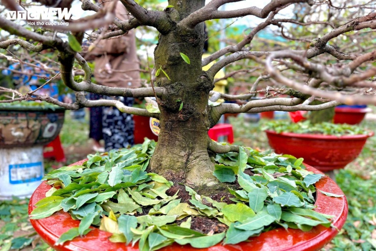 Cây mai sau khi lặt, lá phủ đầy gốc.