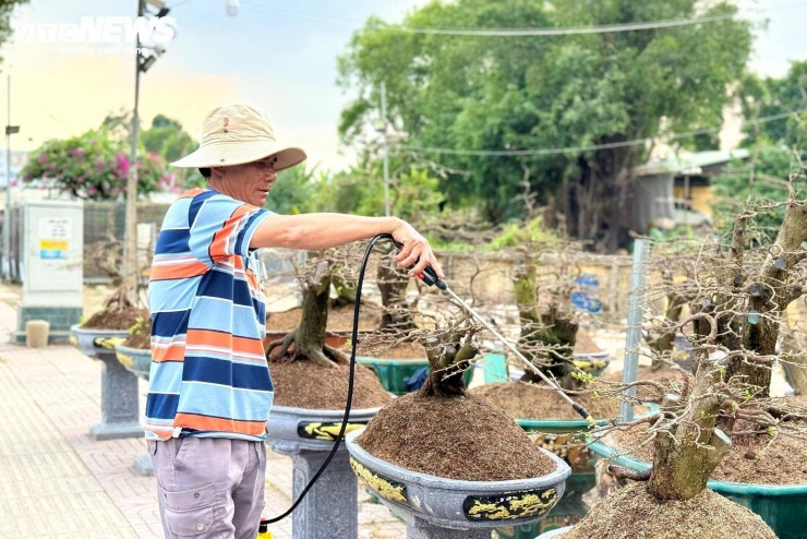 Công việc chăm sóc mai giai đoạn này cũng được xem là vất vả nhất, khi mai được vận chuyển từ vườn chính ra vườn tạm để bày bán dịp Tết.