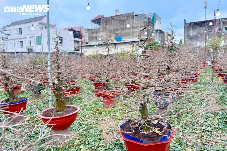 Theo các chủ vườn, việc ngắt lá mai thường sẽ được bắt đầu từ 14 tháng Chạp, và kết thúc trễ nhất vào 18 tháng Chạp. Xuống lá đúng thời điểm này thì mai mới ra hoa đẹp nhất vào đúng Tết.