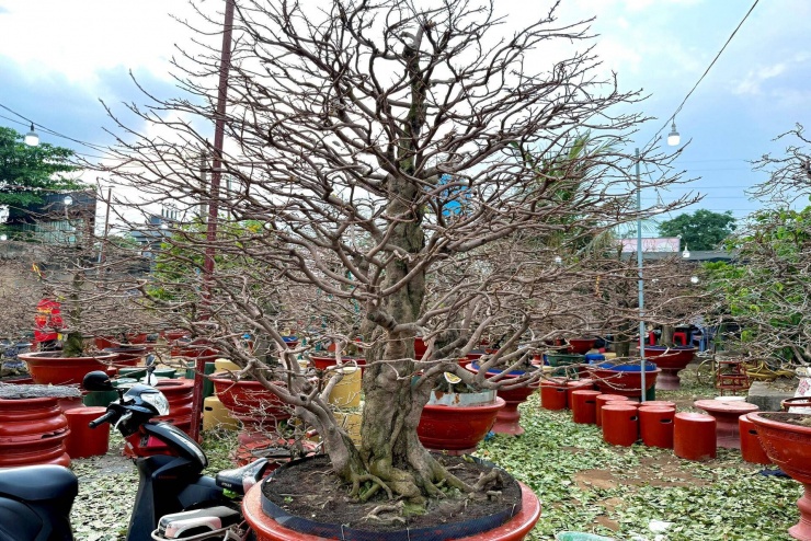 Trong hình là cây mai được chủ vườn cho thuê với giá 70 triệu đồng/mùa Tết, hiện đã có khách cọc thuê.