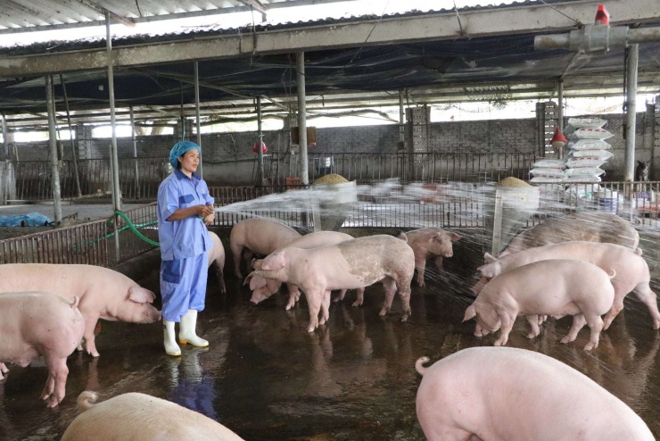 Tại miền Bắc, giá lợn hơi mặc dù đã chững lại sau giai đoạn tăng mạnh, nhưng vẫn đang ở “đỉnh giá”. Ngày 3/2, giá lợn hơi khu vực này từ 76.000 – 78.000 đồng/kg. Ảnh: Bình Minh