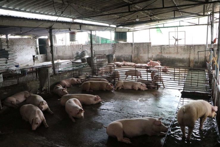 Theo các chuyên gia, năm 2025, do ảnh hưởng của dịch bệnh, thiên tai nên ảnh hưởng đến nguồn cung dịp chuẩn bị cho dịp Tết Nguyên đán Bính Ngọ 2026 bị ảnh hưởng, khiến giá lợn hơi trên cả nước tăng cao. Ảnh: Bình Minh
