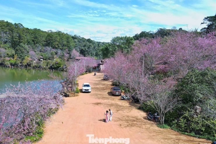 Hoa anh đào 'nhuộm hồng' Măng Đen - 1