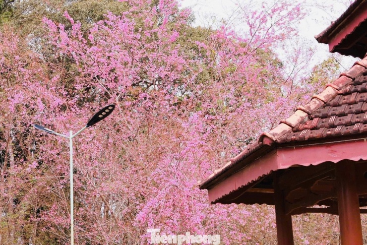 Hoa anh đào 'nhuộm hồng' Măng Đen - 6