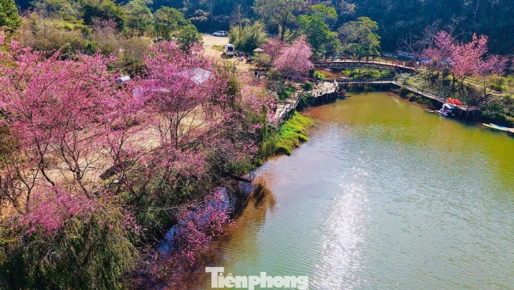 Ở khu vực hồ Đăk Ke, hoa anh đào cũng đồng loạt khoe sắc, nhẹ nhàng điểm xuyết sắc hồng, khiến không gian vốn yên ả càng thêm tươi sáng.